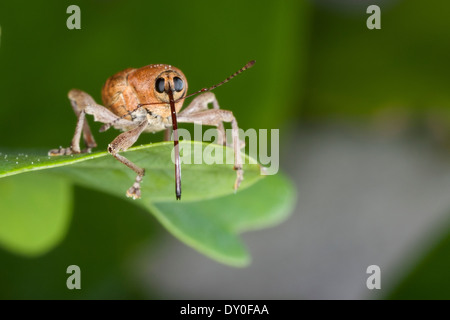 Acorn curculione, femmina, Eichelbohrer, Eichelrüssler, Eichelrüßler, Eichenbohrer, Weibchen, Curculio glandium, Curculio tesellatus Foto Stock