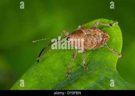 Acorn curculione, femmina, Eichelbohrer, Eichelrüssler, Eichelrüßler, Eichenbohrer, Weibchen, Curculio glandium, Curculio tesellatus Foto Stock