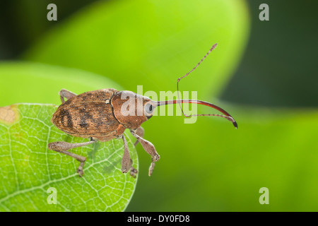 Acorn curculione, femmina, Eichelbohrer, Eichelrüssler, Eichelrüßler, Eichenbohrer, Weibchen, Curculio glandium, Curculio tesellatus Foto Stock