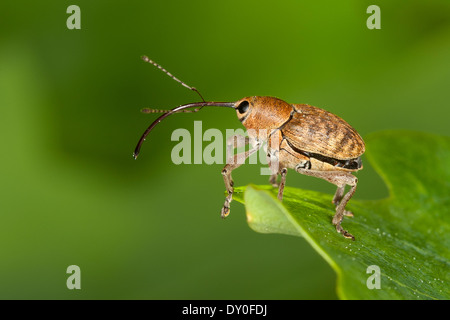 Acorn curculione, femmina, Eichelbohrer, Eichelrüssler, Eichelrüßler, Eichenbohrer, Weibchen, Curculio glandium, Curculio tesellatus Foto Stock