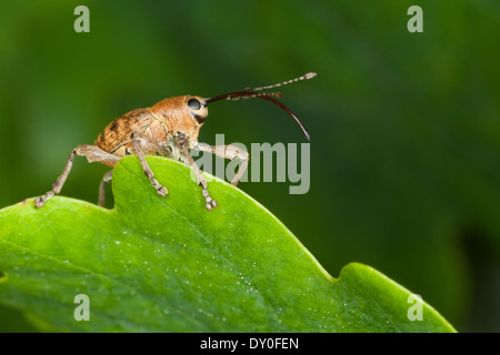 Acorn curculione, femmina, Eichelbohrer, Eichelrüssler, Eichelrüßler, Eichenbohrer, Weibchen, Curculio glandium, Curculio tesellatus Foto Stock