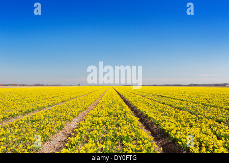 Infinite righe di daffodil fiori nei Paesi Bassi su una luminosa e soleggiata giornata Foto Stock