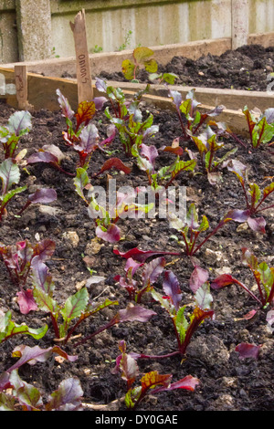 Letti rialzato pieno di piante di barbabietola, foglie vibranti Foto Stock