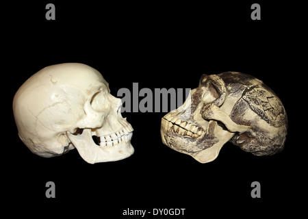 Homo sapiens vs Zhoukoudian (Choukoutien) Homo erectus cranio Foto Stock