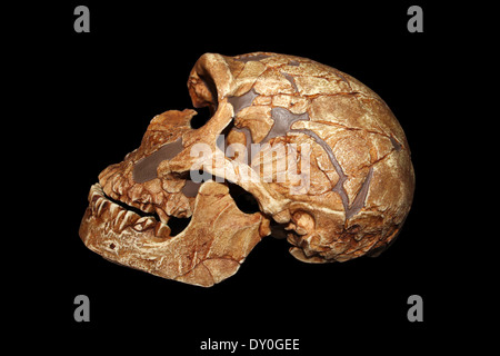 La Ferrassie1 Homo neanderthalensis cranio Cast di replica Foto Stock