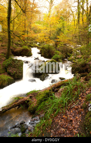 L'acqua cade nel Kennall vale la Riserva Naturale a Ponsanooth vicino a Truro in Cornovaglia., in un giorno di tardo autunno. Foto Stock