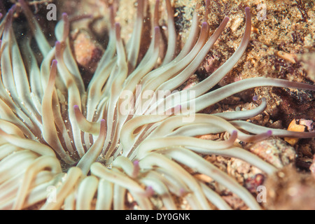 Anemonia Sulcata, Mare Adriatico, Croazia, Europa Foto Stock