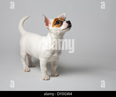 Jack Russell Terrier cucciolo. Molto breve di profondità di campo. Foto Stock