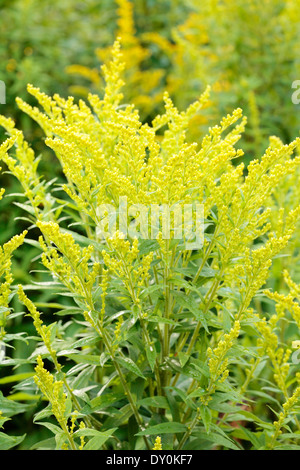 Canada oro (Solidago canadensis) impianto all'esterno. Foto Stock