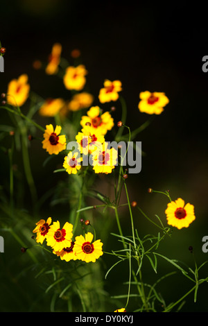 Coreopsis tinctoria, o Dyer's Coreopsis, in un giardino di Barbar, Regno del Bahrein Foto Stock