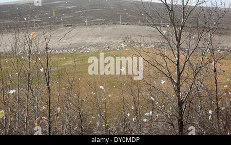 Sacchetti di plastica e altri detriti soffiata dal vento in alberi che circondano Repubblica dei Servizi Aziende Carleton discarica. Foto Stock