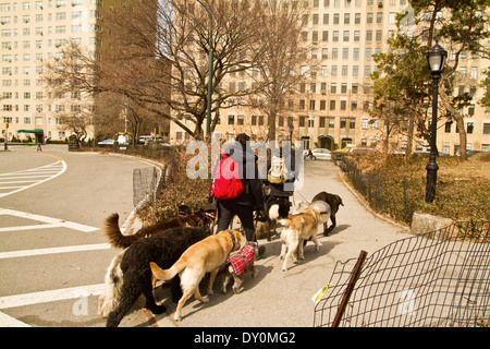 Cane a camminare nel Central Park di New York 25.03.2014 Foto Stock
