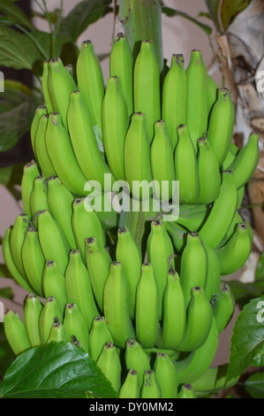 Un mazzetto di verde banane acerbe ancora appeso su albero a Boa Vista nelle isole di Capo Verde Foto Stock