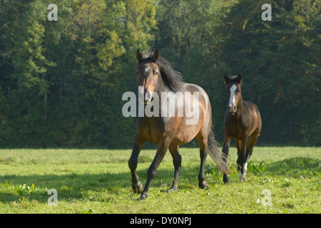 Pony Connemara mare e puledro al galoppo nel campo Foto Stock