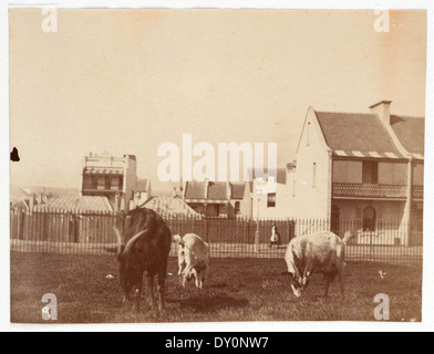 Scena di strada da Sydney, ca. 1885-1890 / fotografata da Arthur K. Syer Foto Stock