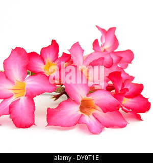 Red Impala Lily, un bellissimo fiore rosso, isolato su sfondo bianco Foto Stock