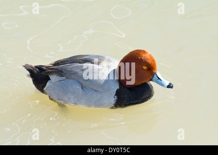 Un maschio Redhead anatra. Foto Stock