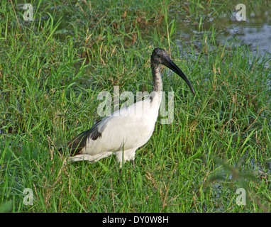 Il canto di un uccello chiamato 'African ibis sacri' in Uganda (Africa) nella verde vegetazione waterside Foto Stock