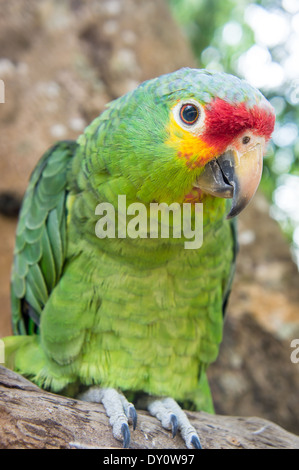 I capretti Amazzone nuca gialla Foto Stock