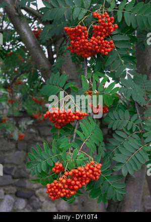 Primo piano di una montagna Frassino con supplente Pinnate foglie e grappoli di bacche rosse sull Isola Santa Northumberland Inghilterra Foto Stock