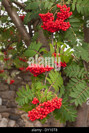 Primo piano di una montagna Frassino con supplente Pinnate foglie e grappoli di bacche rosse sull Isola Santa Northumberland Inghilterra Foto Stock