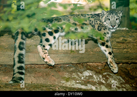 Irbis o snow leopard (Uncia uncia) nella primavera habitat di vegetazione Foto Stock