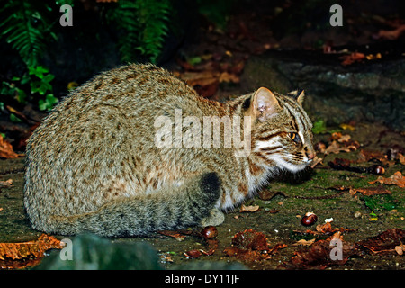 Amur Gatto bengala (Prionailurus bengalensis euptilura) di appoggio Foto Stock