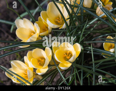 Crocus Fiori in piena primavera fiorisce in un giardino di Cheshire Alsager England Regno Unito Regno Unito Foto Stock