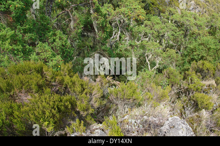 Abstract vegetazione arbustiva intorno al monte Muhabura in Uganda (Africa) Foto Stock