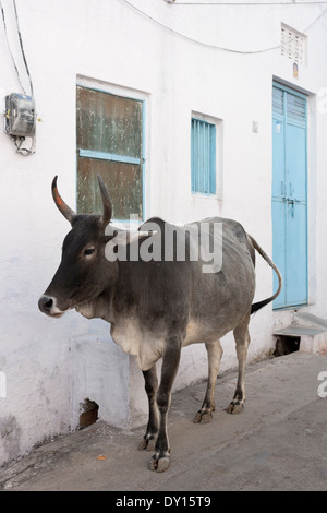 Udaipur, Rajasthan, India. Vacca sacra in una strada residenziale Foto Stock