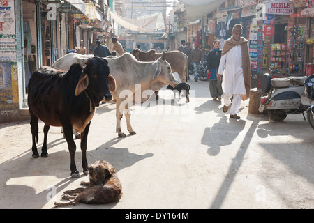 Jaisalmer, Rajasthan, India. Vacche e un cane in strada, bazaar principale Foto Stock