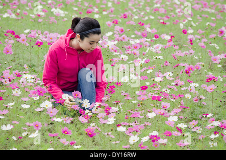 Giovane donna nel campo della rosa viola fiori cosmos Foto Stock