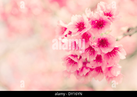 Japanese cherry blossom ( sakura ) a Okinawa, Giappone. Foto Stock