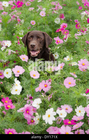 Il cioccolato Labrador Retriever in un campo di fiori cosmos Foto Stock