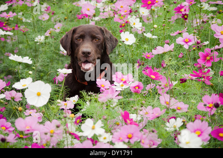 Il cioccolato Labrador Retriever in un campo di fiori cosmos Foto Stock