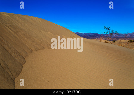 Parco Nazionale della Valle della Morte in California negli Stati Uniti d'America. Mesquite Flat dune di sabbia Foto Stock