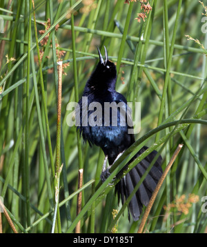 Grande tailed Grackle cantando Foto Stock