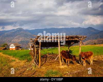 Le mucche in villaggio sopra Birendranagar, Surkhet, Nepal Foto Stock