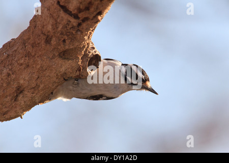 Femmina picchio roverella (Picoides pubescens) sul ramo di albero Foto Stock