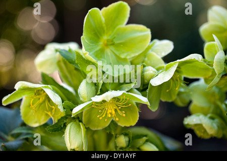 Helleborus argutifolius, verde fiore a forma di coppa, Novato, CALIFORNIA, STATI UNITI D'AMERICA Foto Stock