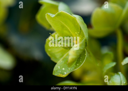 Helleborus argutifolius, verde fiore a forma di coppa, Novato, CALIFORNIA, STATI UNITI D'AMERICA Foto Stock