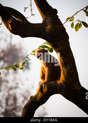 Macaco Rhesus (macaca mulatta), Nepal Foto Stock