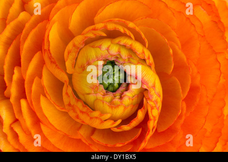 Un bellissimo fiore di arancia che si adatta ovunque Foto Stock