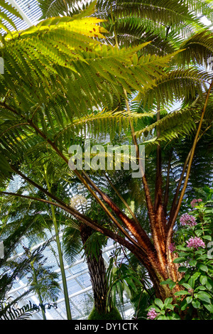 La casa delle palme, giardino botanico, Monaco di Baviera, Germania, Europa Foto Stock