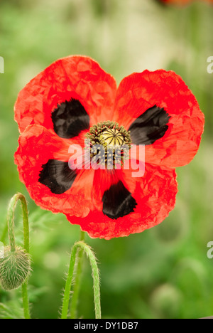 Papaver commutatum e perenne, può fiore rosso con carattere distintivo dei segni neri. Foto Stock