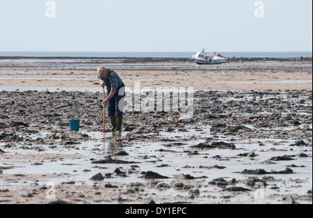 Persona la raccolta di molluschi e crostacei, agon coutainville, Normandia, Francia Foto Stock