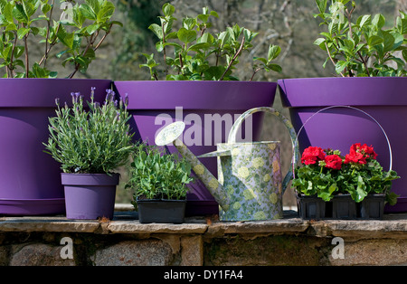 Viola fioriere, annaffiatoio e piante di geranio Foto Stock