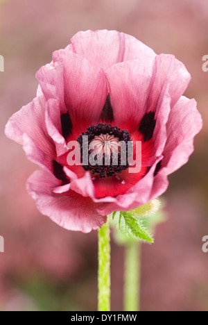 Papaver orientale 'Pattys prugna' Oriental papavero. Perenni, può, d'estate. Dusky pink bloom. Foto Stock