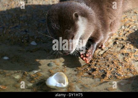 Orientali o Asian piccoli artigli lontra (Aonyx cinereus) giocando con un guscio Foto Stock