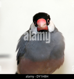 Maschio Passero Java o Java Finch (Padda oryzivora) a.k.a. Riso Java Sparrow e Java uccello di riso Foto Stock
